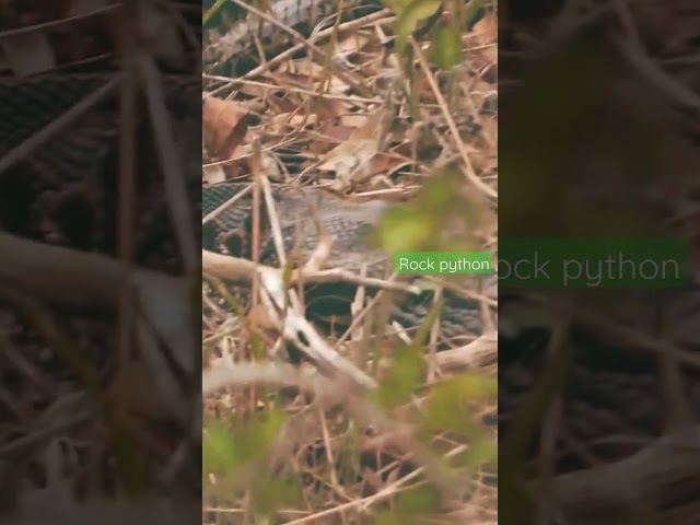 Rock python #safari #krugernationalpark #southafrica #wildlife