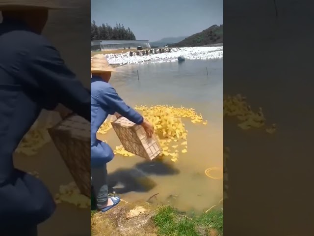 Cute Baby Duck #cute #baby #duck #water #viral #newvideo #amazing #shortvideo