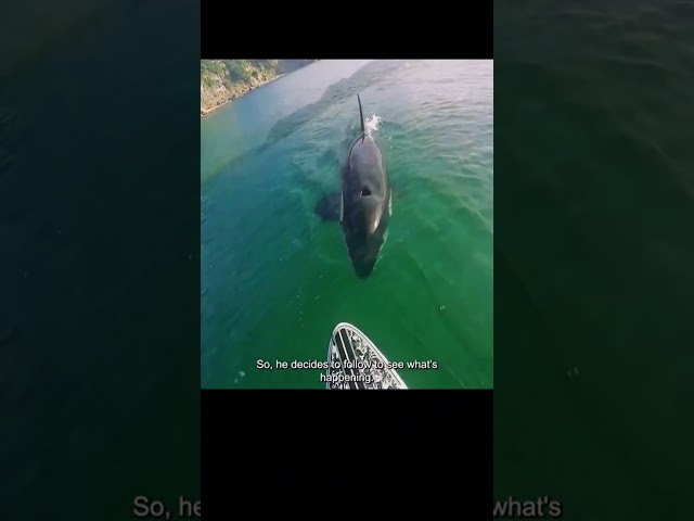 Mother Orca Seek Help from Human to Save Baby Part 1 see full video in this channel #animalrescue
