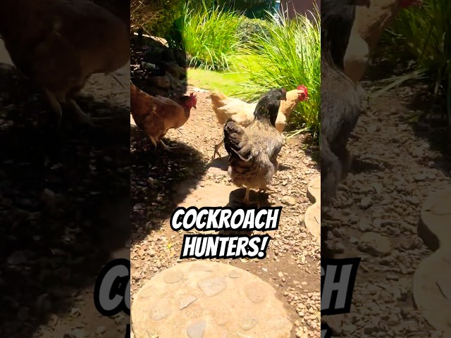 OMG, CHICKENS EAT ROACHES! My chickens LOVE eating them lol 😳🐔🪳great for pest control