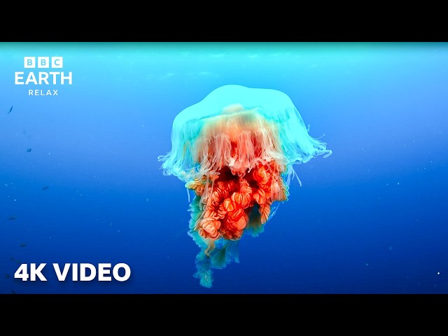 Calming Underwater Nature Footage Caught In 4K | A Journey Across Our Oceans | BBC Earth Relax
