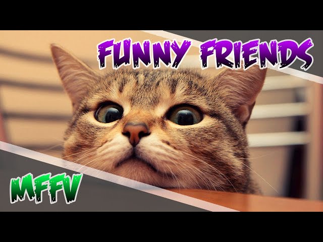 [MFFV] CUTE CATS 😻 AND DOGS 🐶 COMPILATION #3