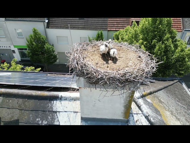Storchenbaby-Trio verzückt das Blaufränkischland, Deutschkreutz, 11.06.2025