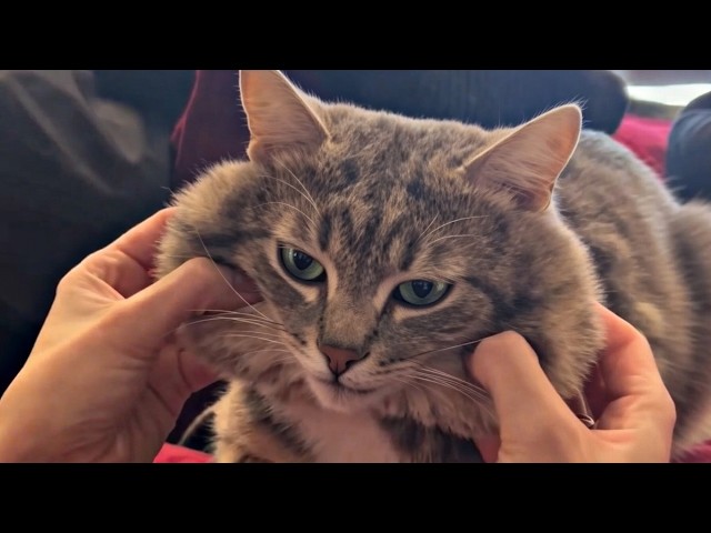 UNUSUAL MEMES COMPILATION V362