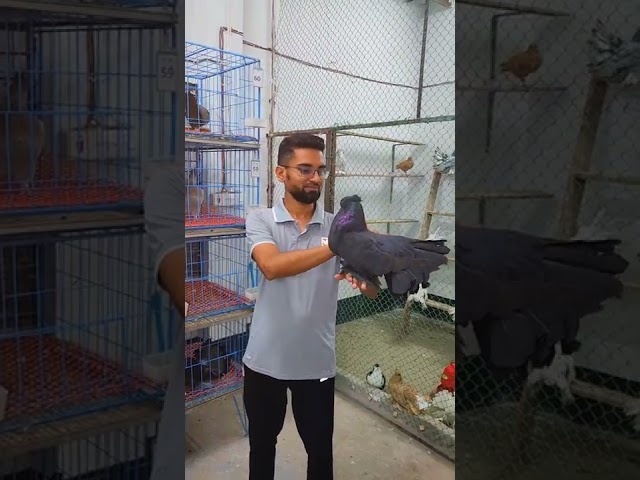 black fantail pigeon breeds