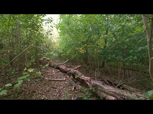 Walking through a young maple forest in early autumn VR180 3D