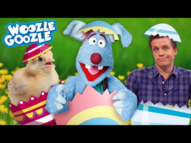 Does every egg hatch into a chick? l WOOZLE GOOZLE