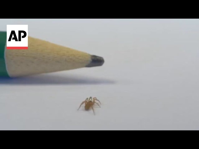 A new species of spider is captured on video for the first time