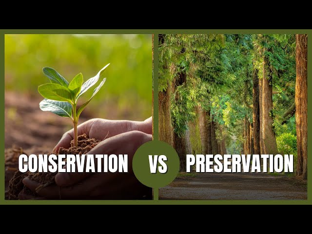 Are You Missing Out? Conservation vs Preservation Explained