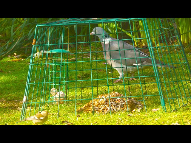 🦅Sights and sounds of wildlife Dunoon.🐿️​