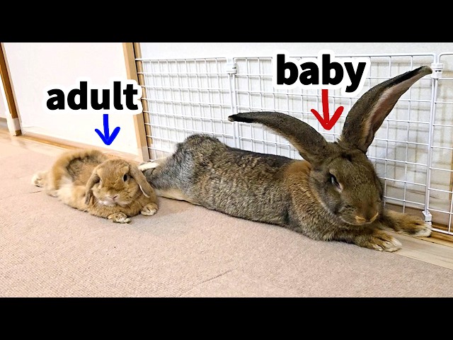Flemish Giant Rabbit Meets Lop Rabbit! | Rabbit Bonding Process