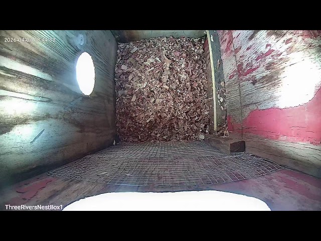 Nest Cam - Izaak Walton Three Rivers