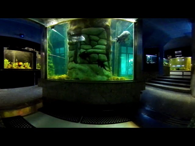 Wunder360-C1 - Immersive Aquarium View