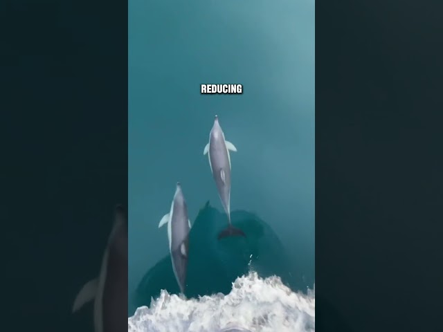 Why Dolphins LOVE Modern Ships? 😱