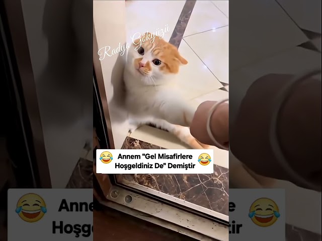 Zorla Misafirlik 😹😹😂 #shorts #viral #keşfet #fyp #shortsvideo #trend #trendvideo #viralvideo