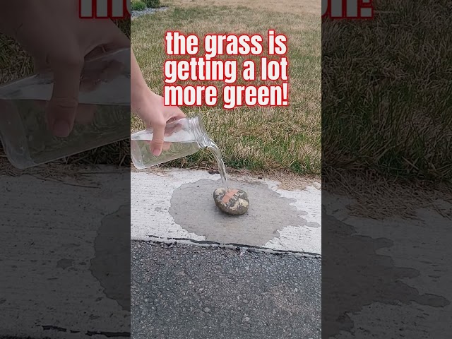Green and Going! | Day 110 of Pouring water on a rock until something happens