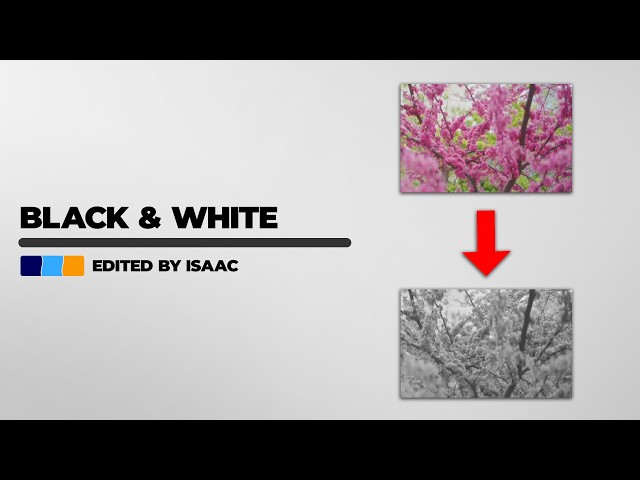 How To Turn Your Footage Into Black & White In CapCut
