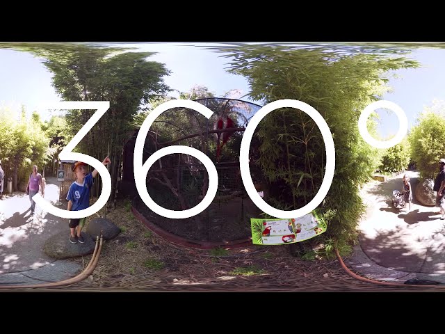 360° VIDEO - Macaw Birds At Adelaide Zoo
