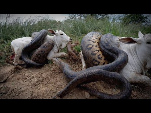 Wildlife Encounter by the River