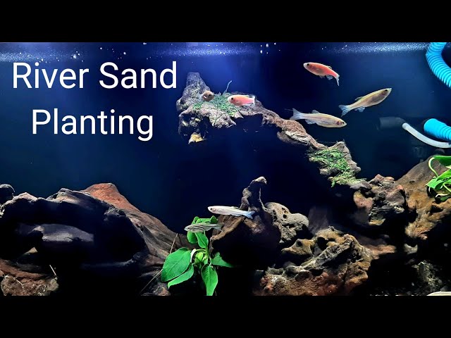 aquarium,driftwood,Java moss,Anubias nana.2×1×1 ft tank.river sand.Aquascape.Aqurium top filter