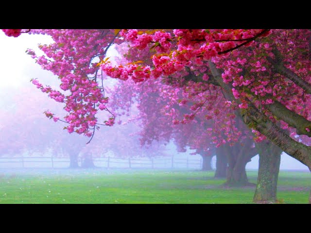 Beautiful Relaxing Music - Calming Piano Music for Stress Relief. Meditation. Relaxation. Study