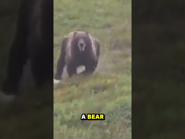 Why You Will Never Escape A Bear