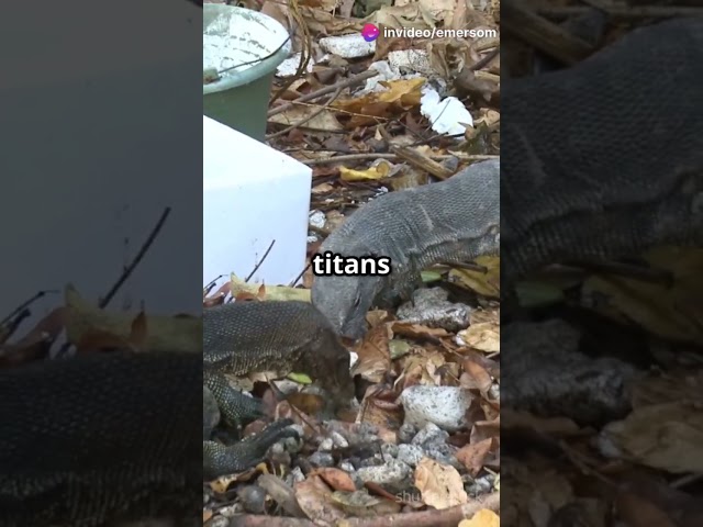 Cobra vs Monitor Lizard: Epic Showdown!