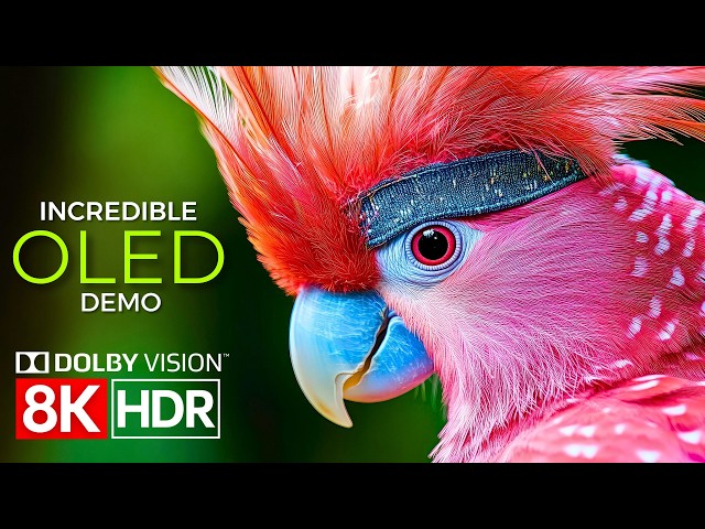 Visual Brilliance Unleashed — Dolby Vision in 8K HDR 60fps