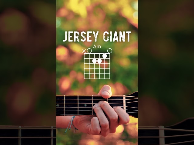 Jersey Giant Tyler Childers Guitar Tutorial // Jersey Giant Guitar Lesson