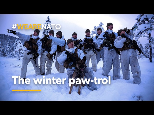The winter paw-trol 🐾  | NATO end of year video 2025