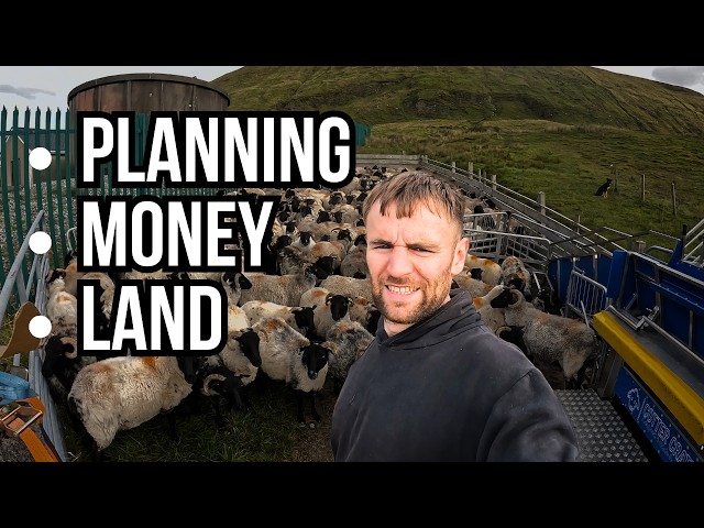 SHEEP FARMING FOR BEGINNERS (2025)