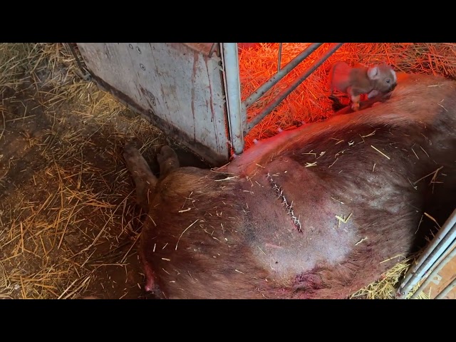 C Section on Pig Gone Wrong