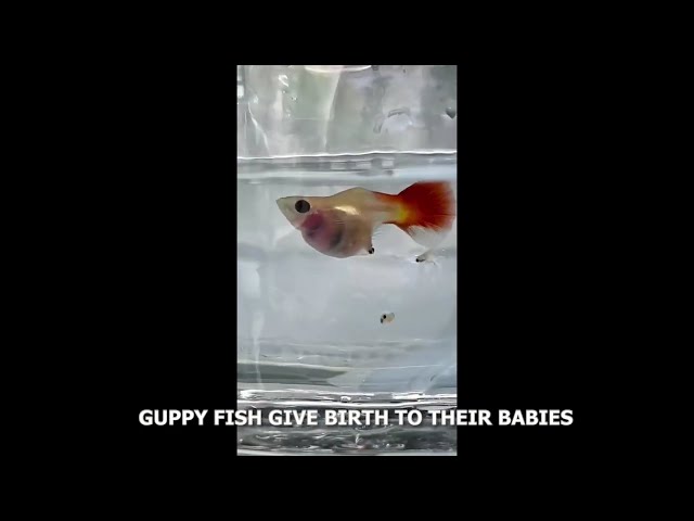 Guppy Fish Giving Birth! (Live Action!!) 🐠🐠 | The Miracle of Life