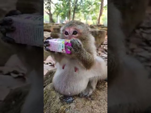 Lovely Baby Monkey With Mom Take Care #shorts