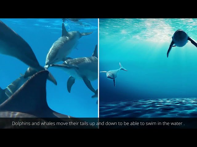 Do #animals  move from one place to another || The Eagle