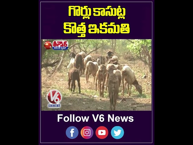 Sheep Farming Yields Handsome Profits for Entrepreneur | V6 Weekend Teenmaar
