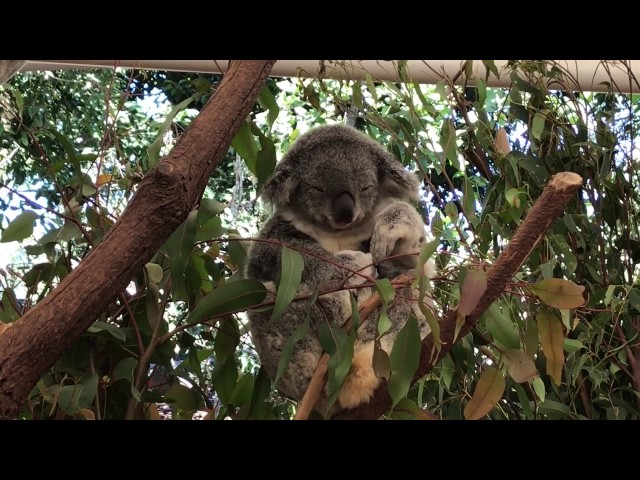 Koala zen