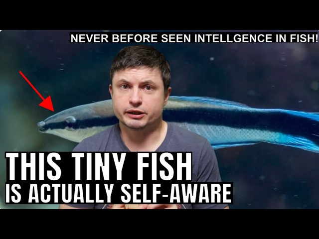 First Scientific Confirmation of Consciousness in a Tiny Fish