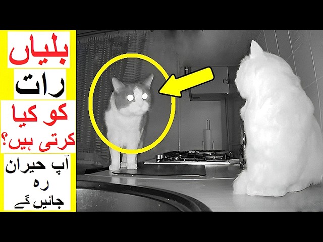 What Cats do at Night ? - You will be Surprised