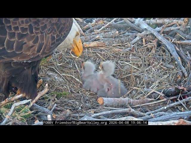Chicks are full, 15th Feedings today! | 4.8.26
