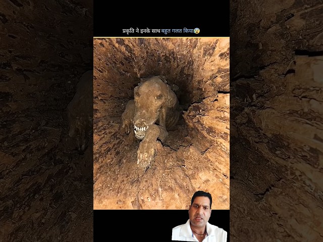 My God 🫨😲😯 #facts #amanzingfacts #horror #amazingfacts #information #factsinhindi #ytshorts