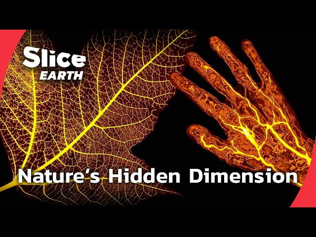 New Scientific Discoveries That Change Everything About Plants | SLICE EARTH | FULL DOC