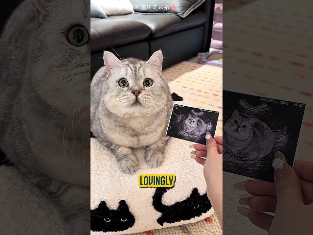 When a Cat Becomes a Dad 😭😍 #shortsfeed #animals #cute #viral #pets #cat #shorts #youtubeshorts