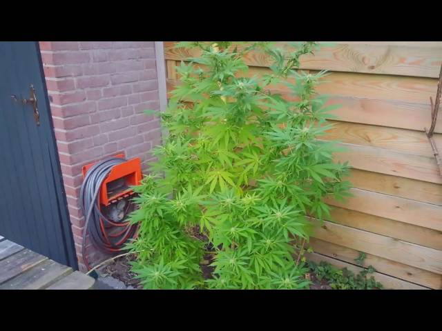 White Skunk (White Label) feminized seeds