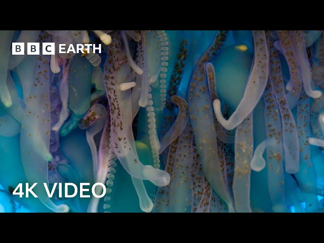 Travel to the Depths of Our Mysterious Oceans | 4K UHD | Blue Planet II | BBC Earth