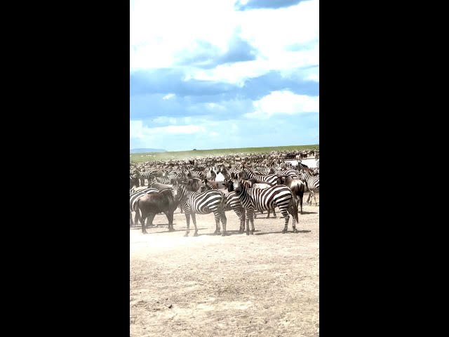 Traffic in Serengeti National Park!