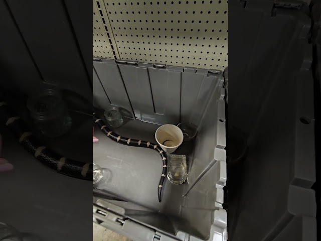 something you NEVER want to see at the Goodwill Outlet Bins #goodwillfinds #goodwillbins