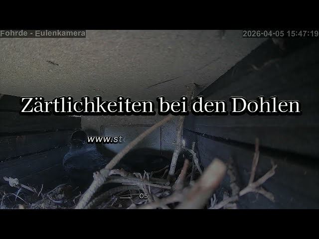 Zärtlichkeiten bei den Dohlen - Storchennest Fohrde - 05.04.2026