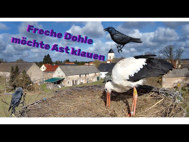 Freche Dohle möchte Ast klauen - Storchennest Fohrde - 03.04.2026