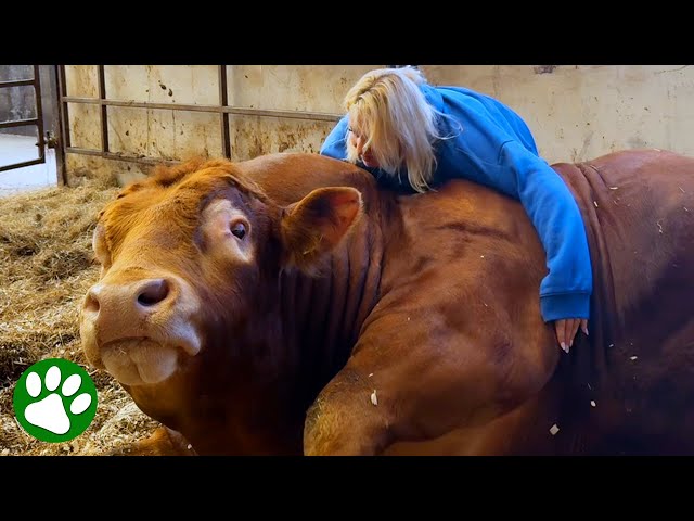 Gentle Giant Bull Has Special Bond With Woman Who Raised Him